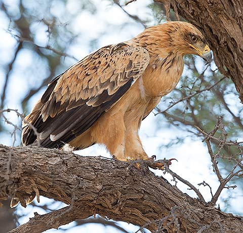 Tawny Eagle perched